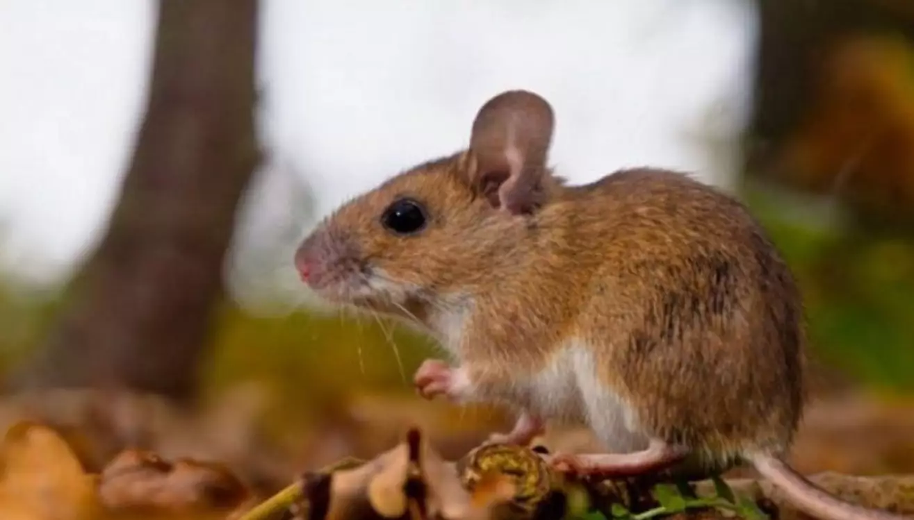 Confirmaron un caso de hantavirus 