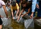 Siembran pejerreyes en el embalse de Cruz del Eje