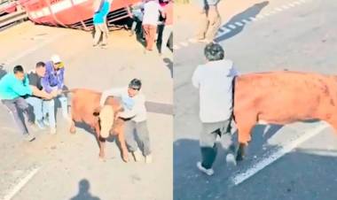 Volcó un camión con vacas y los vecinos las carnearon