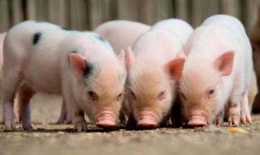 Lograron revivir el cerebro de un cerdo después de su muerte