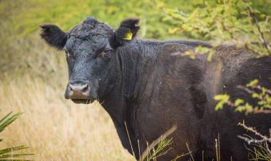 Modelo sostenible de manejo de bosque con ganadería integrada