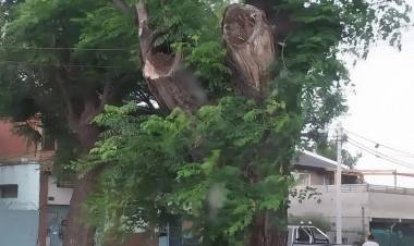 Fue a orinar a un árbol, lo picaron las avispas 150 veces