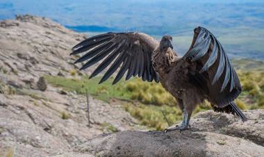 Liberan un cóndor andino juvenil con rastreador satelital