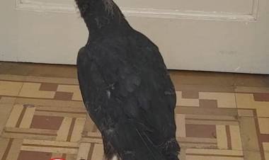 Se encontraba lastimada