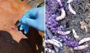 Caso humano de miasis por gusano barrenador