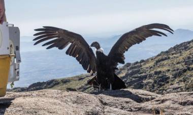 Día del Animal: rescate y rehabilitación