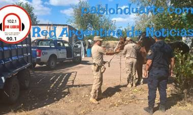 ¿HASTA CUANDO SEGUIRÁ HABIENDO ANIMALES SUELTOS?