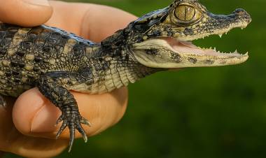 Compromiso interprovincial