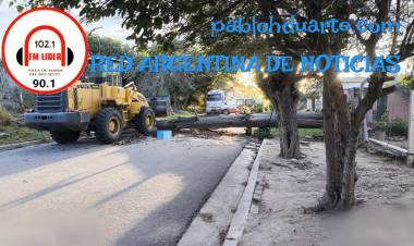 Murió bajo un árbol