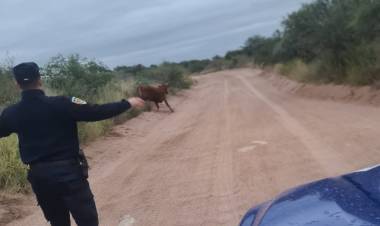 Más animales sueltos