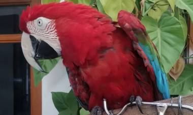 Policía Ambiental rescató a más de noventa aves