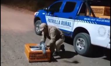 Llevaban 250 palomas