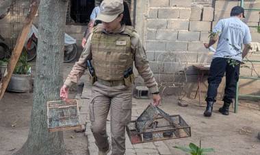 Secuestran 17 aves silvestres