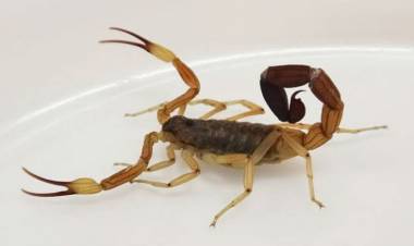 Accidentes con animales ponzoñosos