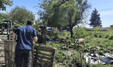 Controles por casos de triquinosis