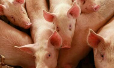 Se notificaron cinco casos de triquinosis