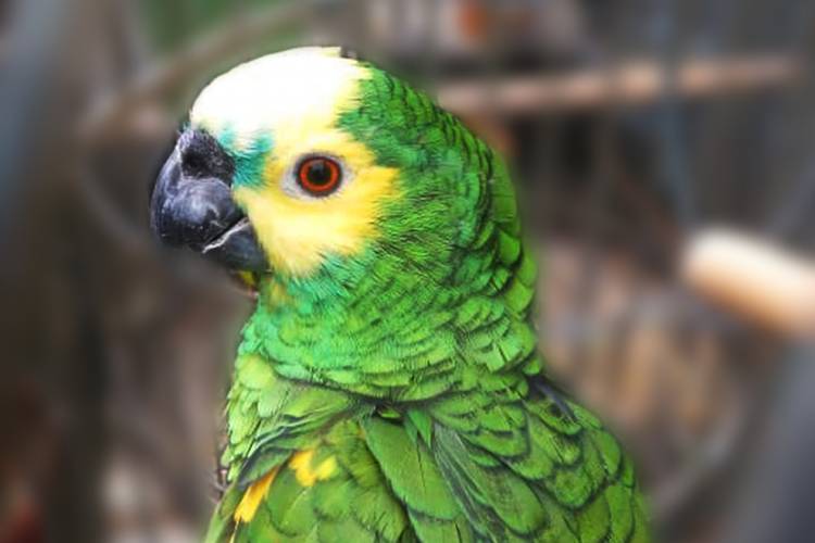 Reintroducción de loros habladores