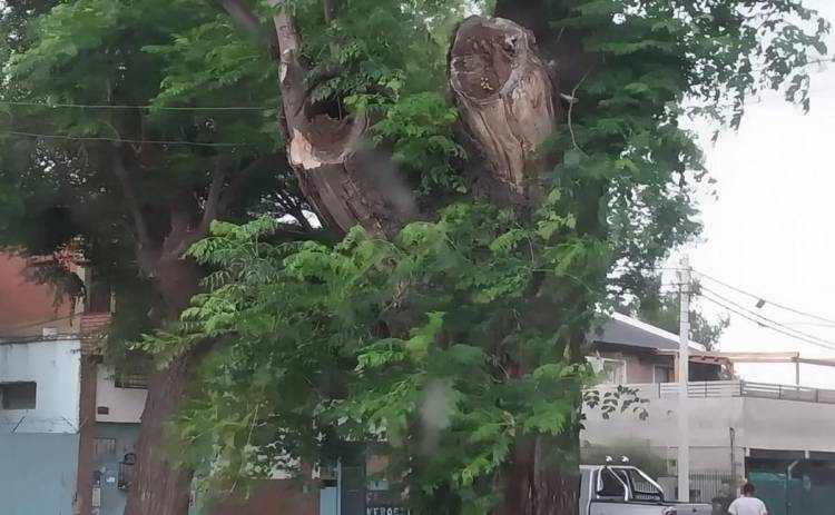Fue a orinar a un árbol, lo picaron las avispas 150 veces