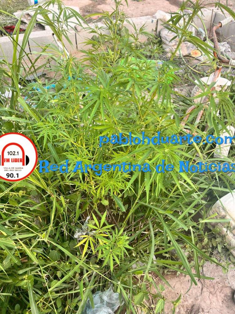 Secuestro de 10 plantas,de aparente cannabis sativa