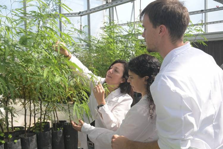 El Ceprocor investiga el cultivo in vitro del algarrobo blanco