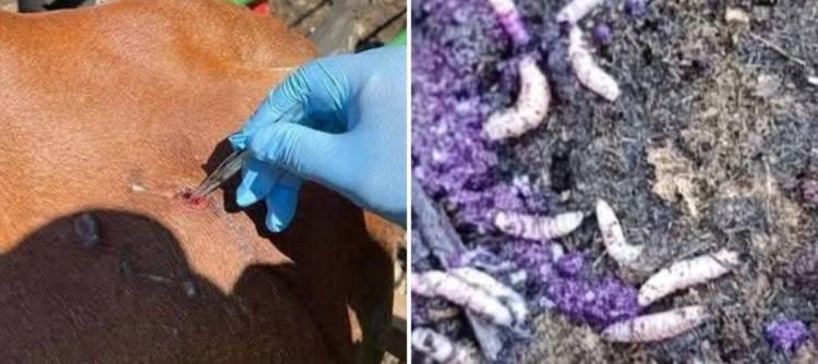 Caso humano de miasis por gusano barrenador