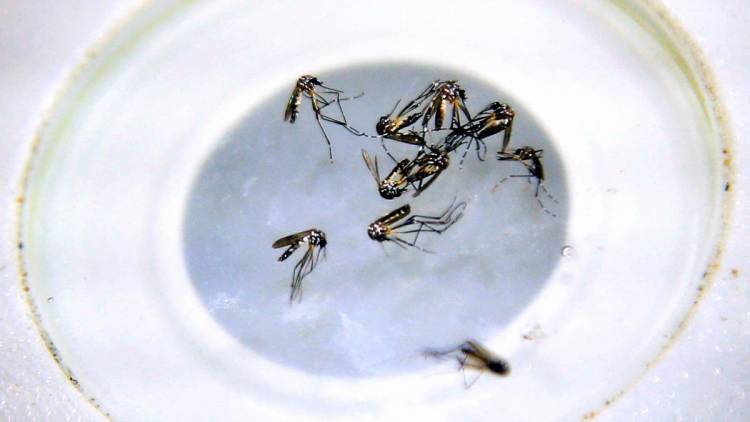 Murió por dengue una joven de 25 años 