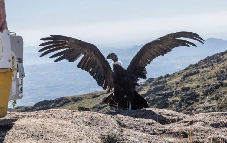 Día del Animal: rescate y rehabilitación