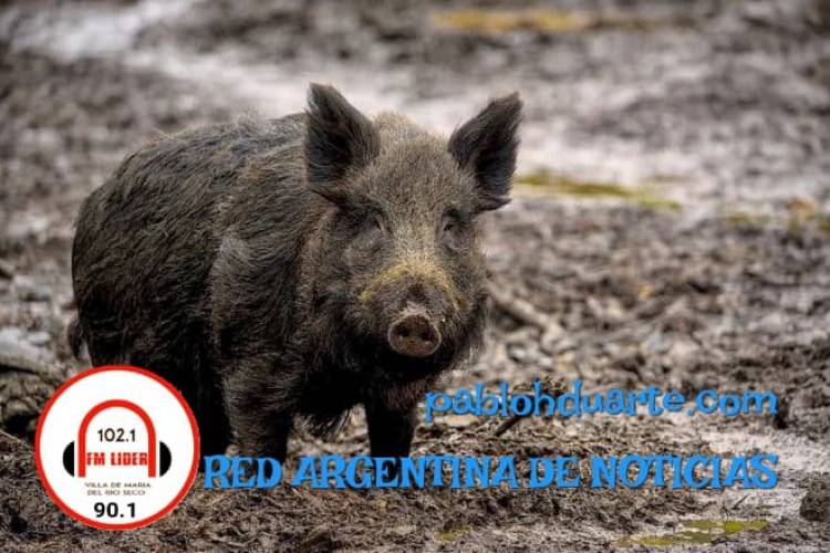 AUTORIZAN CAZAR JABALÍES EN CÓRDOBA: ¿QUÉ TE PARECE?