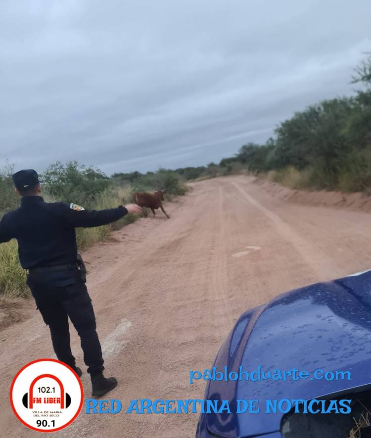 Más animales sueltos