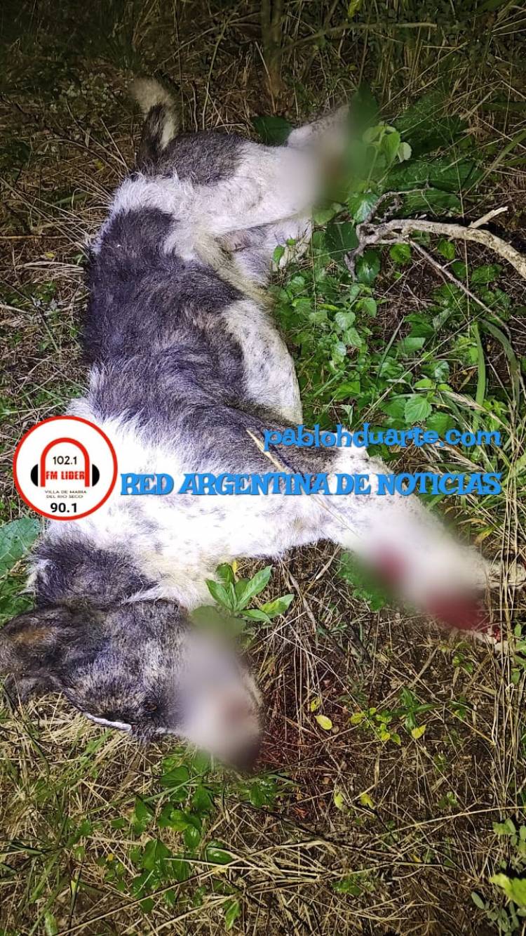 Le mataron la mascota