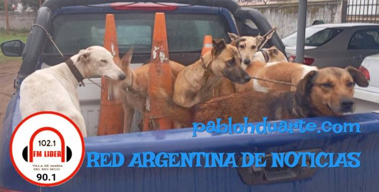Dieciséis perros rescatados y más de diez personas demoradas 