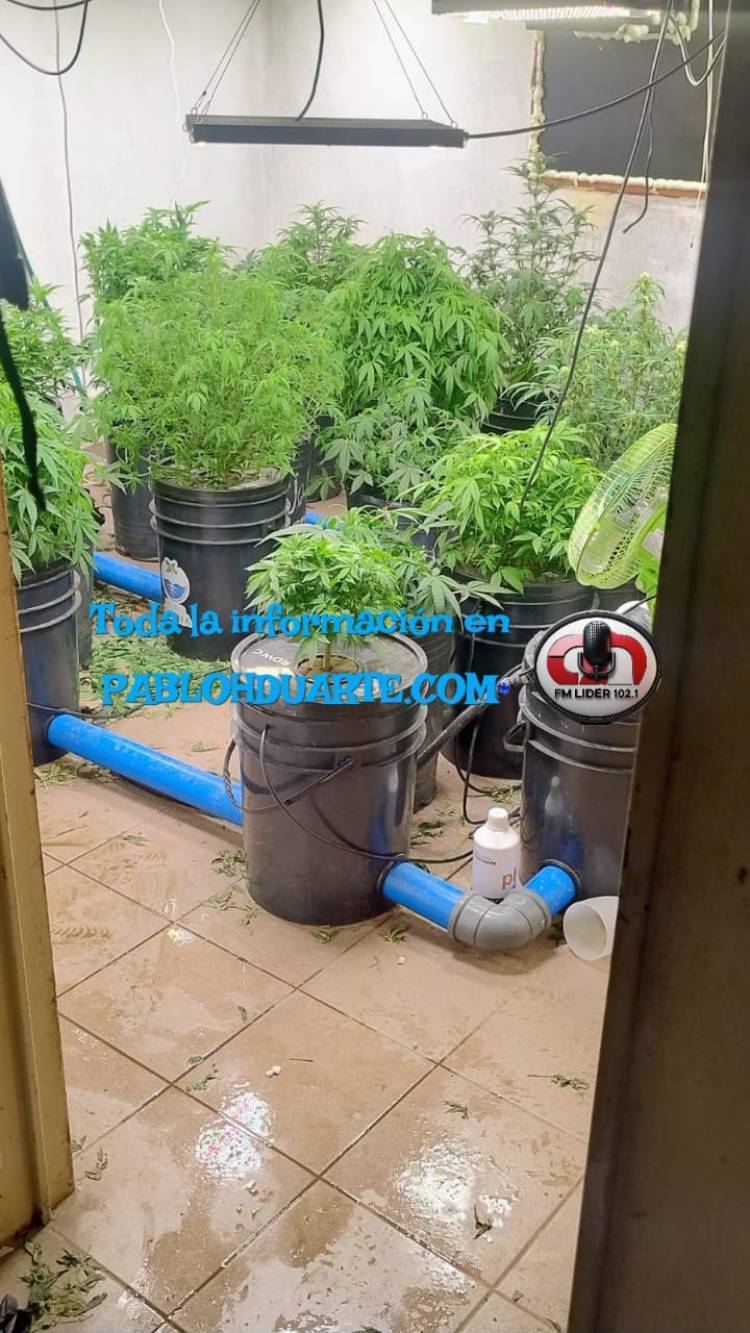 1,298 kilos de marihuana secuestrados