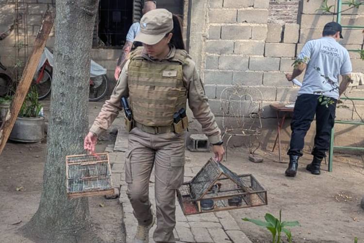 Secuestran 17 aves silvestres