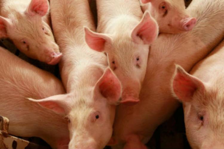 Se notificaron cinco casos de triquinosis