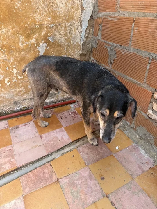 Rescataron a un perro